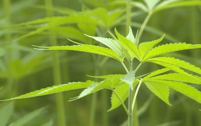 Hemp: The Misunderstood Plant That's Not a Drug