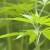 Hemp: The Misunderstood Plant That's Not a Drug