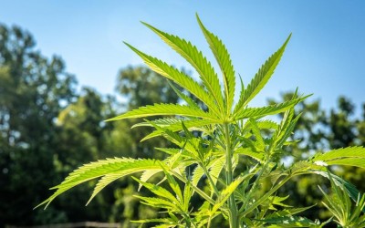 Top 10 facts about Hemp